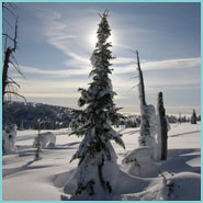 Sledders having fun in the Shuswap